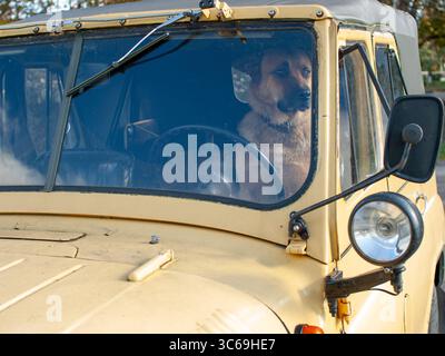 Un grande cane siede al posto di guida di una jeep sovietica UAZ dietro il volante, guardando verso l'esterno. Fotografato dall'esterno attraverso la finestra. Foto Stock
