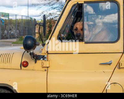 Un grande cane siede al posto di guida di una jeep sovietica UAZ dietro il volante, guardando verso l'esterno. Fotografato dall'esterno attraverso la finestra. Foto Stock
