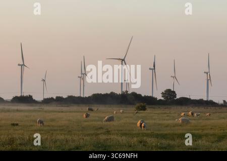 Inghilterra, Kent, Romney Marsh, Wind Turbines e Sheep in Field Foto Stock