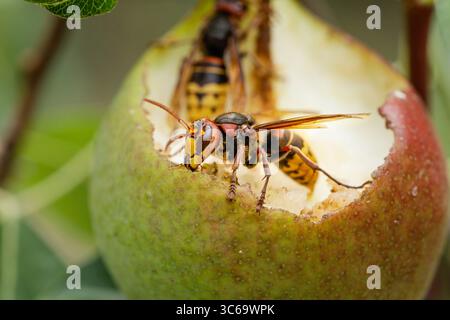 Calabrone europeo, Vespa crabro, mangiare pere. Foto Stock