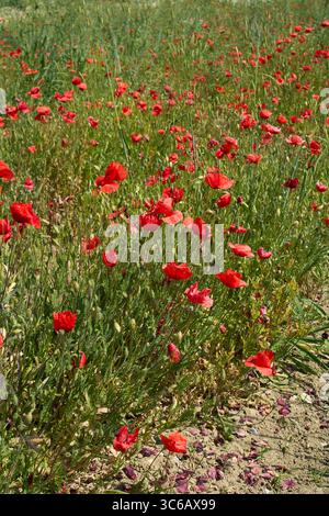 Papaver rhoeas in fiore Foto Stock