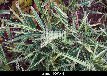 Pleioblastus fortunei pianta primo piano Foto Stock