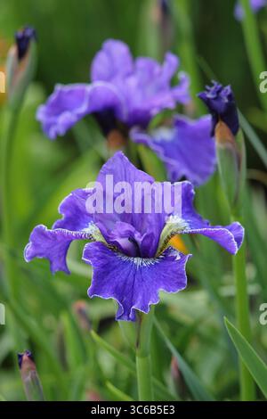Iris siberiana Plissee, Iris siberiano, perenne, con fiori viola all'inizio dell'estate. Foto Stock