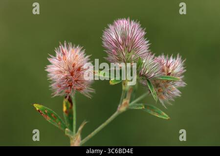 Lepre di piede di trifoglio Trifolium arvense Foto Stock