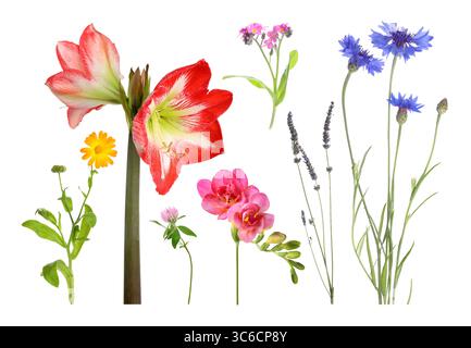 Diversi bellissimi fiori isolati su bianco, set Foto Stock