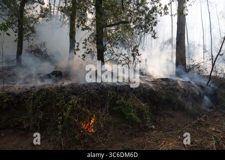 Eucalipto e querce bruciano in un incendio in una foresta in Galizia, Spagna. Foto Stock