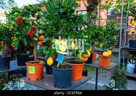 Gli alberi di agrumi colorati in pentole sono esposti in un centro giardino, caratterizzato da limoni maturi, limes e arance, che creano un'atmosfera vibrante e invitante Foto Stock