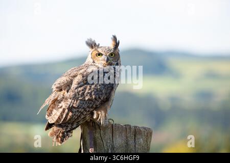 Il gufo della grande aquila cornea, la fauna selvatica, l'uccello raptore su Un tronco d'albero, l'habitat, la foresta e il paesaggio dei prati Foto Stock