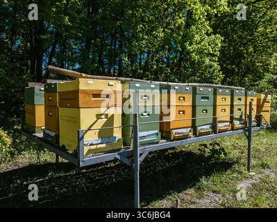 Alveari nella foresta di linden Foto Stock