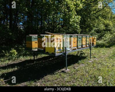 Alveari nella foresta di linden Foto Stock
