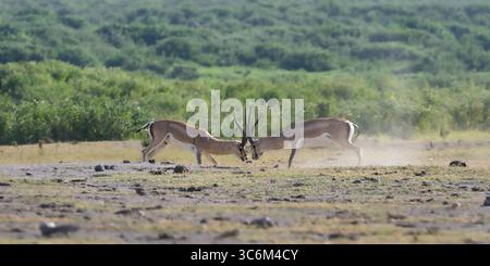 Le gazzelle di Grant (Nanger granti) sparring su terreni polverosi nel Parco Nazionale di Amboseli, Kenya, una dimostrazione di dominio durante la stagione secca. Foto Stock