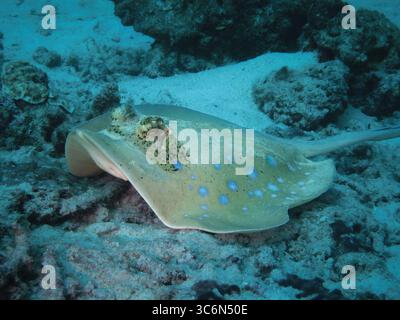 Pastinaca dalle macchie blu (Neotrygon kuhlii) che poggia sul fondale marino in un ambiente poco profondo della barriera corallina tropicale Foto Stock