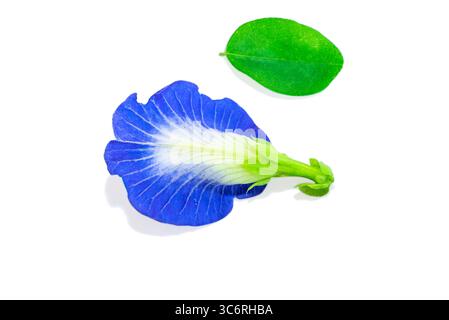 Pigeonwings asiatiche, clitoria ternatea o fiore di aparajita blu isolato su sfondo bianco Foto Stock