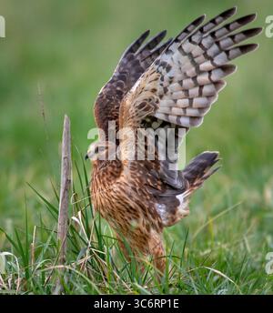 18 gennaio 2021, Elkton, OREGON, U.S.A: Un falco arriere settentrionale si solleva dal suolo mentre cacciava roditori in un pascolo lungo una strada di campagna vicino a Elkton, nell'Oregon rurale occidentale. Secondo il Audubon.com, la faccia dell'arbusto settentrionale assomiglia piuttosto a quella di un gufo; come un gufo (e a differenza della maggior parte degli altri falchi) può contare sul suo acuto udito per aiutarlo a localizzare le prede mentre si abbassa sui campi. Il jet da salto harrier britannico prende il nome dal falco harrier europeo. Entrambi hanno la possibilità di passare il mouse e decollare verticalmente. (Immagine di credito: © Robin Loznak/ZUMA Wire) Foto Stock