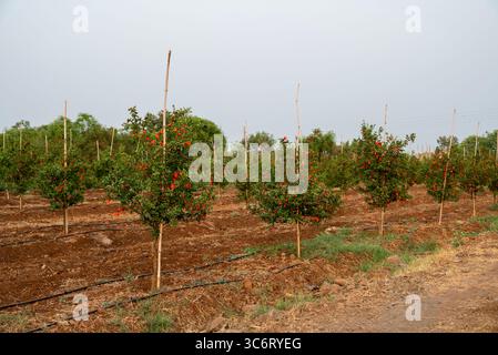 germogli rossi di melograno nella fattoria. Fiori di melograno impollinati sull'albero. Foto Stock