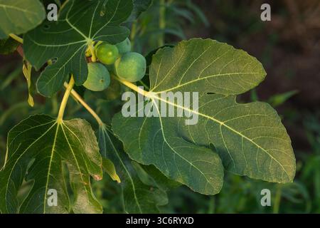 Fichi verdi non maturi su un ramo di fico con grandi foglie alla luce del sole, mostrando la naturale consistenza, la fase di crescita e un ambiente vegetale sano Foto Stock