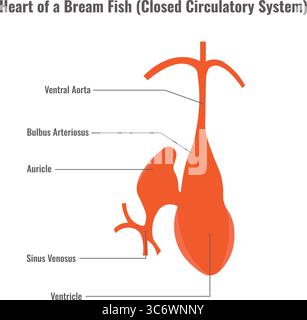 Il cuore di un pesce d'orata ha un sistema circolatorio chiuso con una struttura a due camere che pompano il sangue attraverso branchie e corpo Illustrazione Vettoriale