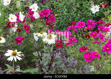 Fiori di coneflower bianchi e fiori di Cosmos bipinnatus in un'aiuola Foto Stock