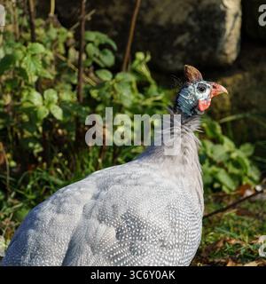 Primo piano di una faraona con faccia blu, wattles rossi e piume grigie maculate bianche, in un ambiente naturale all'aperto con fogliame e rocce Foto Stock