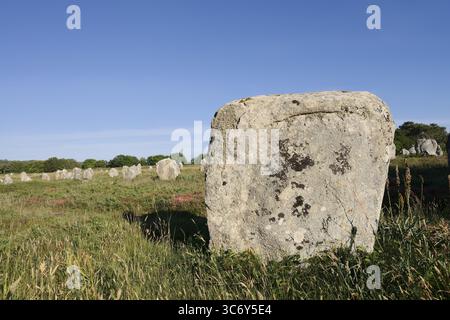 Megalithe, Alignements du Menec, Carnac, dipartimento di Morbihan, Bretagna, Francia Foto Stock
