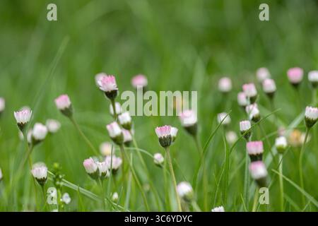 Fiori chiusi di margherite in un prato non rasato (Bellis perennis). Foto Stock