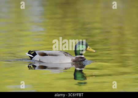 Mallard (Anas platyrhynchos), Swating drake, Renania settentrionale-Vestfalia, Germania Foto Stock