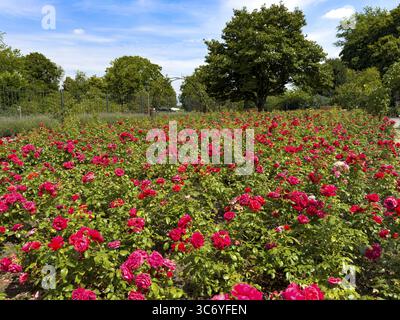 Letto di fiori con rose rosse (Rosaceae) rose rosse nel giardino di rose di Grugapark, Essen, Renania settentrionale-Vestfalia, Germania Foto Stock