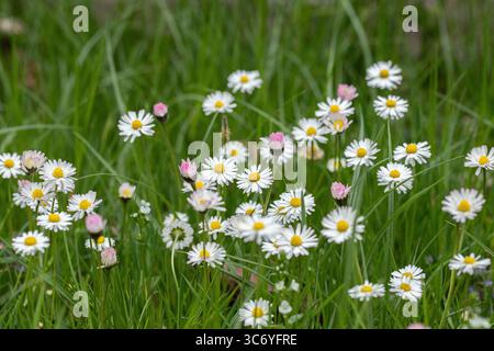 Gruppo di fiori a margherita in un prato non falciato (Bellis perennis). Foto Stock