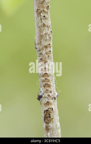 Willow Emerald Damselfly (Chalcolestes viridis), ramo con uova da cui le larve sono nate, Renania settentrionale-Vestfalia, Germania Foto Stock