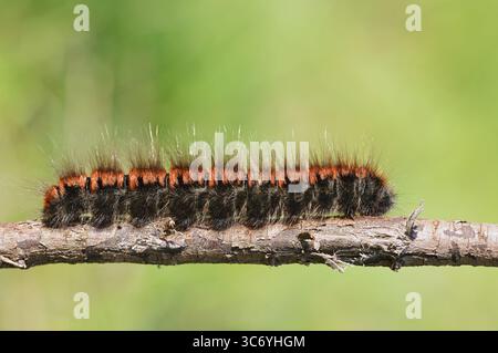 Mora falena (Macrothylacia rubi), caterpillar, Renania settentrionale-Vestfalia, Germania Foto Stock