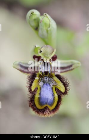 Orchidea specchio (Ophrys speculum), fiore, Maiorca, Isole Baleari, Spagna Foto Stock
