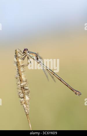 Willow Emerald Damselfly (Chalcolestes viridis), femmina, Renania settentrionale-Vestfalia, Germania Foto Stock