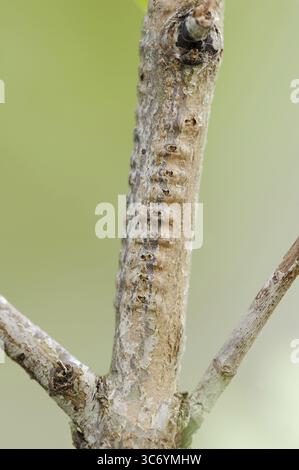 Willow Emerald Damselfly (Chalcolestes viridis), ramo con uova da cui le larve sono nate, Renania settentrionale-Vestfalia, Germania Foto Stock