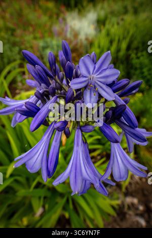 Primo piano naturale pianta fiorita ritratto di delizioso, infuso di colori, Agapanto che fiorisce abbondantemente. Ammirato, porta bellezza, memoria, nostalgia, audace Foto Stock