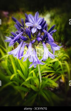 Primo piano naturale pianta fiorita ritratto di delizioso, infuso di colori, Agapanto che fiorisce abbondantemente. Ammirato, porta bellezza, memoria, nostalgia, audace Foto Stock