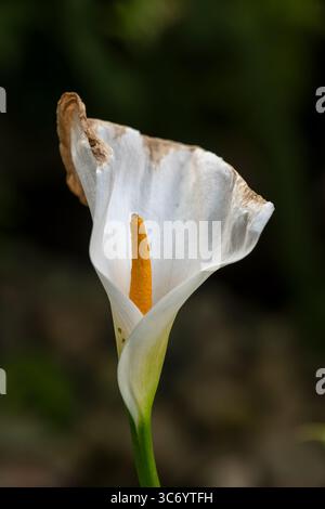 Fiore bianco di Zantedeschia aethiopica o giglio calla, giglio arum, pianta da fiore della famiglia delle Araceae, originaria dell'Africa meridionale. Foto Stock
