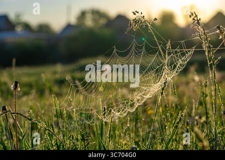 Splendida ragnatela coperta di rugiada mattutina, scintillante dalla luce del sole dorata sullo sfondo di campi e case verdi sfocati, evoca tranquillità e bellezza naturale Foto Stock