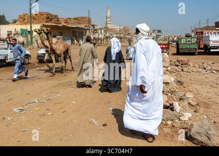BIRQASH, EGITTO - 6 AGOSTO 2021: Gli uomini passano davanti ai cammelli al mercato dei cammelli di Birqash, Egitto Foto Stock