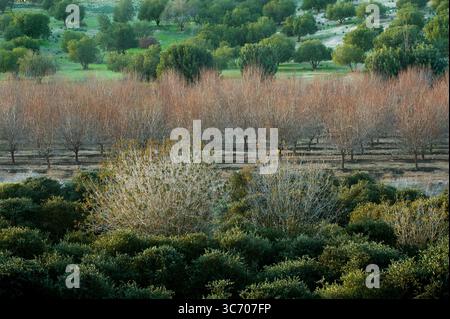 Mandorli in erba all'inizio della primavera in un frutteto commerciale in Israele. Foto Stock