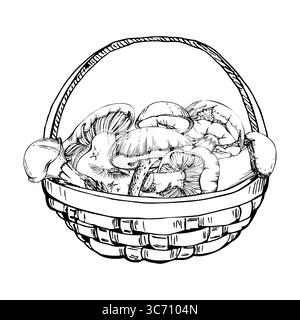 Cestino pieno di funghi raccolti, raccolta autunnale di bolete russula webcap funghi cappucci latte, cucina vegana ingrediente crudo commestibile. Illustrazione mano Illustrazione Vettoriale