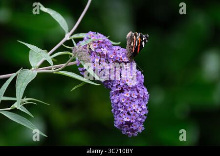 Farfalla dell'ammiraglio rosso, Vanessa atalanta su BButterfly Bush. Foto Stock