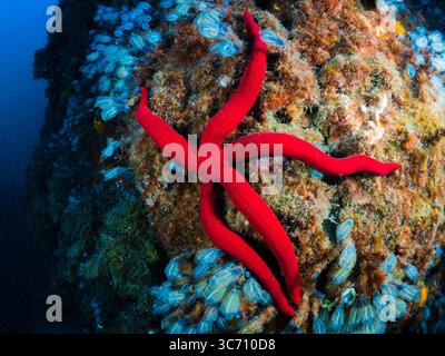 Stelle marine rosse che esplorano una vivace barriera corallina sottomarina Foto Stock