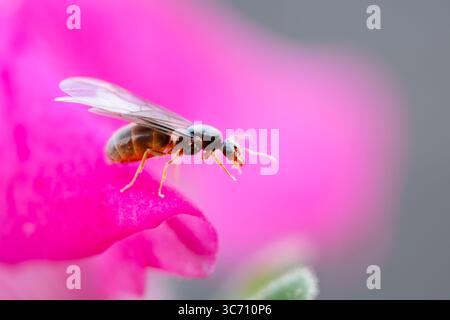 REGNO UNITO. Una formica nera regina alata, Lasius niger, nota come alate, emergono per scaldarsi e accostarsi nei giorni caldi e umidi durante l'estate britannica. Foto Stock