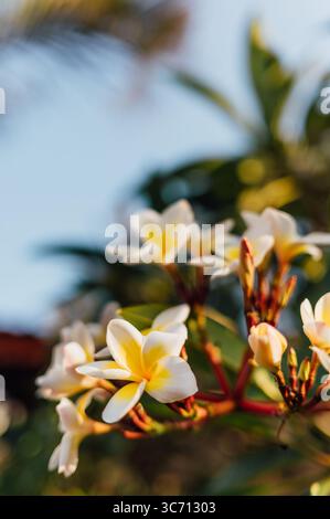 Frangipani Blossom singolo in Focus, Kuta Lombok Foto Stock