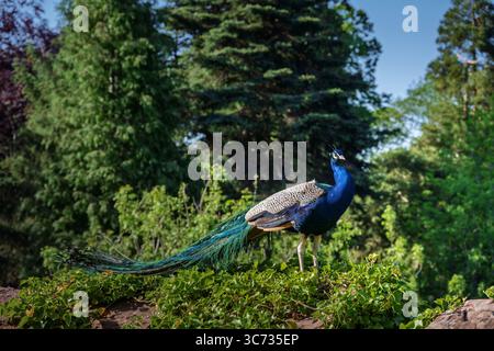 Un uccello pavone maschile blu arroccato all'interno dei lussureggianti giardini verdi del castello di Ruthin Foto Stock