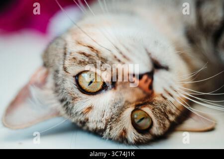 Il gatto domestico si è accoccolato su una coperta, dormendo tranquillamente in una soffusa illuminazione interna. Foto Stock