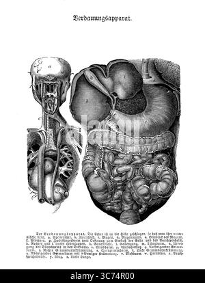 Anatomia dell'apparato digerente, incisione del XIX secolo con descrizioni tedesche Foto Stock