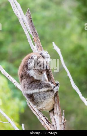 Si vede un koala arrampicarsi su un vecchio albero, esplorando i suoi dintorni nel Bush australiano. L'animale appare curioso e rilassato tra lussureggianti verdi Foto Stock