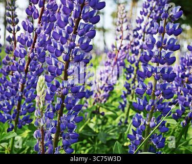 Molti fiori di lupino blu sui gambi Foto Stock