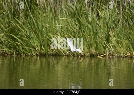 Common Tern (Sterna hirundo) volando da destra a sinistra con Fish in Beak, Low Over a Lake Against a Reeds background, girato nel Regno Unito a luglio Foto Stock